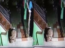 VIDEO: चंबा में मकान में घुसा तेंदुआ, कुत्ते को बनाया शिकार, घटना CCTV में कैद