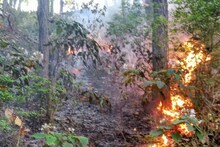 उत्तराखंड : जंगल में लगी आग तो रिहायशी इलाकों में घुस रहे गुलदार, वन विभाग की प्लानिंग फेल