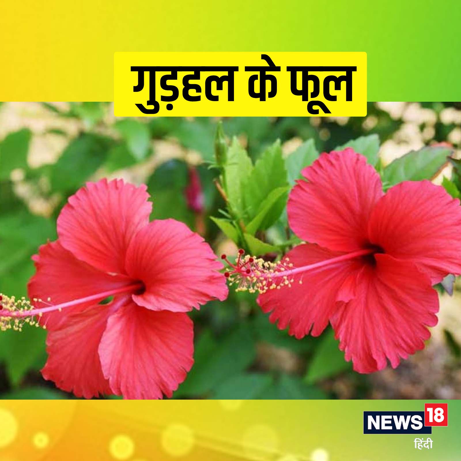 Hibiscus Flower Ke Fayde In Hindi Best Flower Site