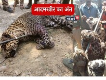 टिहरी में शूटरों का निशाना बना गुलदार, पर उत्तरकाशी में दहशत अभी बरकरार