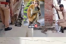 UP: फतेहपुर में सिपाही ने पेश की मिसाल, बीच सड़क पर तड़प रही गर्भवती बंदरिया की ऐसे बचाई जान, जानें मामला