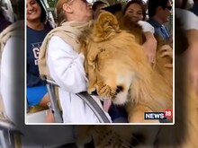 पार्क में गले लगा लोगों का स्वागत करते हैं शेर, पालतू कुत्ते सा लगते हैं दुलार