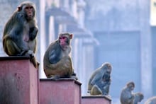 बंदर पकड़ने पर 500 रुपए का इनाम, फिर भी अल्मोड़ा परेशान; 3 विभाग मिलकर भी नहीं कर पा रहे नसबंदी