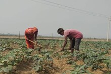 पाकुड़ में भीषण गर्मी से झुलस रही सब्जी की खेती, खेतों में धूल फांक रहे किसान