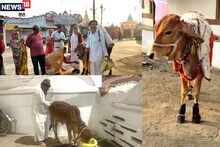 Cow doing Narmada parikrama with its owner for 5 months, has traveled 3450 KM