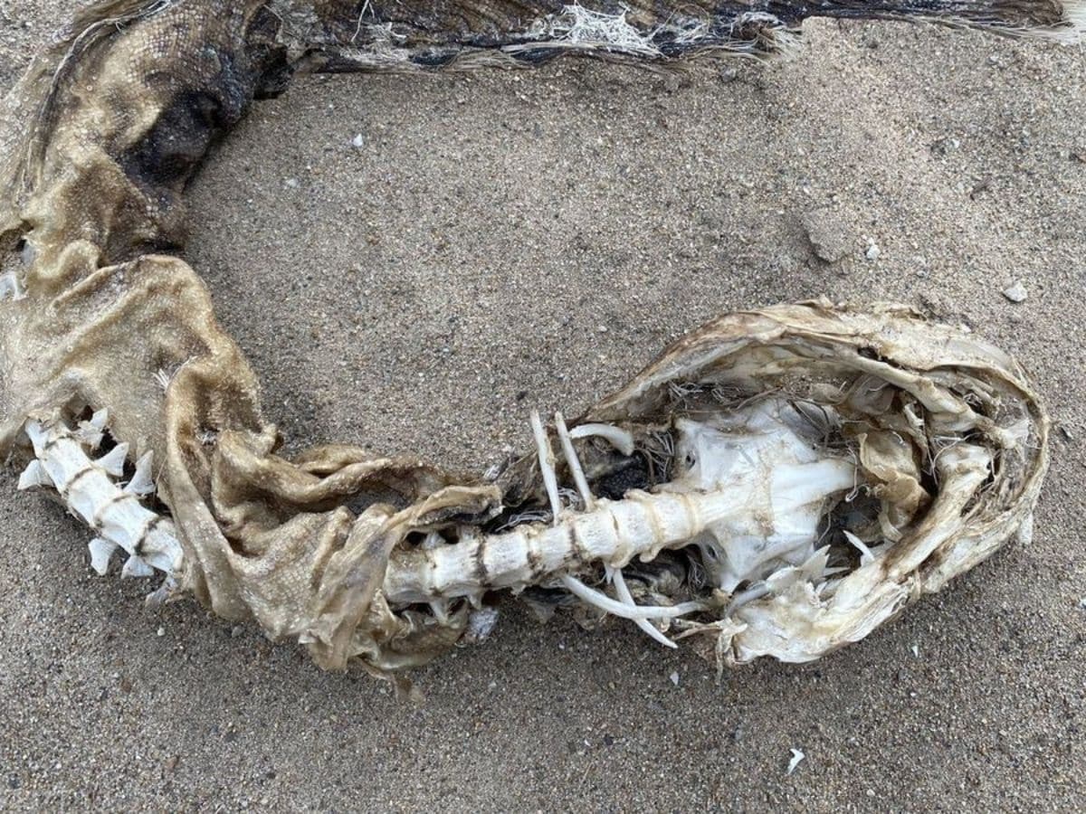 weird creature skeleton found near lake chicago