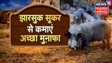 Annadata: झारसुक सूकर से किसान कमाएं अच्छा मुनाफा, युवा भी कर रहे हैं इससे कमाई
