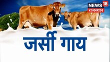 Annadata | जर्सी गाय के पालन से पाएं अच्छा मुनाफा | News18 Rajasthan । Hindi latest news