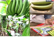 OMG : इस किसान के खेत में लग रहे हैं 14 इंच लंबे केले, जानिए कैसे हुआ ये कमाल