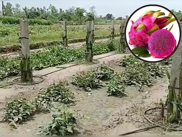 
ड्रैगन फ्रूट की खेती ने बाराबंकी के किसानों की किस्‍मत बदल दी है. 