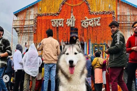 कुत्ते संग केदारनाथ धाम की यात्रा करना पड़ा ब्लॉगर को पड़ा महंगा, शिकायत दर्ज (फोटो क्रेडिट Instagram/@huskyindia0)