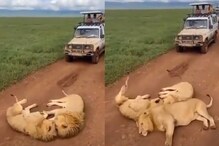 Video: रास्ते में लेटकर Chill करने लगे 3 'शेर'दिल यार, किसी ने उठाया भी नहीं !