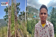 OMG! शिमला के चौपाल के किसान ने उगा दिया धनिया का 7.8 फीट ऊंचा पौधा