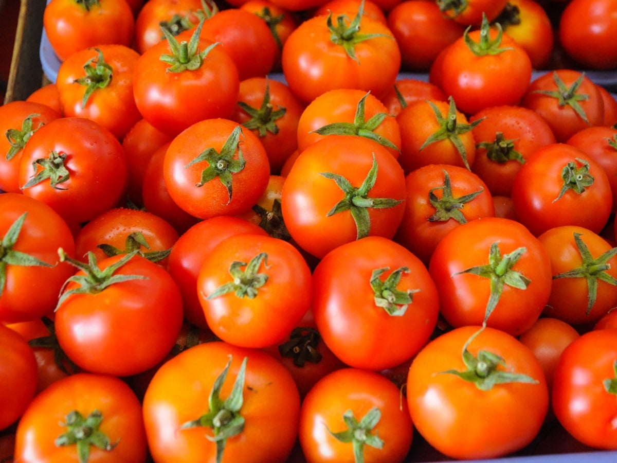 थाली में फिर लौटेगा टमाटर, नई फसल आने से गिरने लगे दाम - tamatar hua sasta  tomato price is decreasing after new crop coming from bengaluru to delhi  azadpur mandi dlpg –