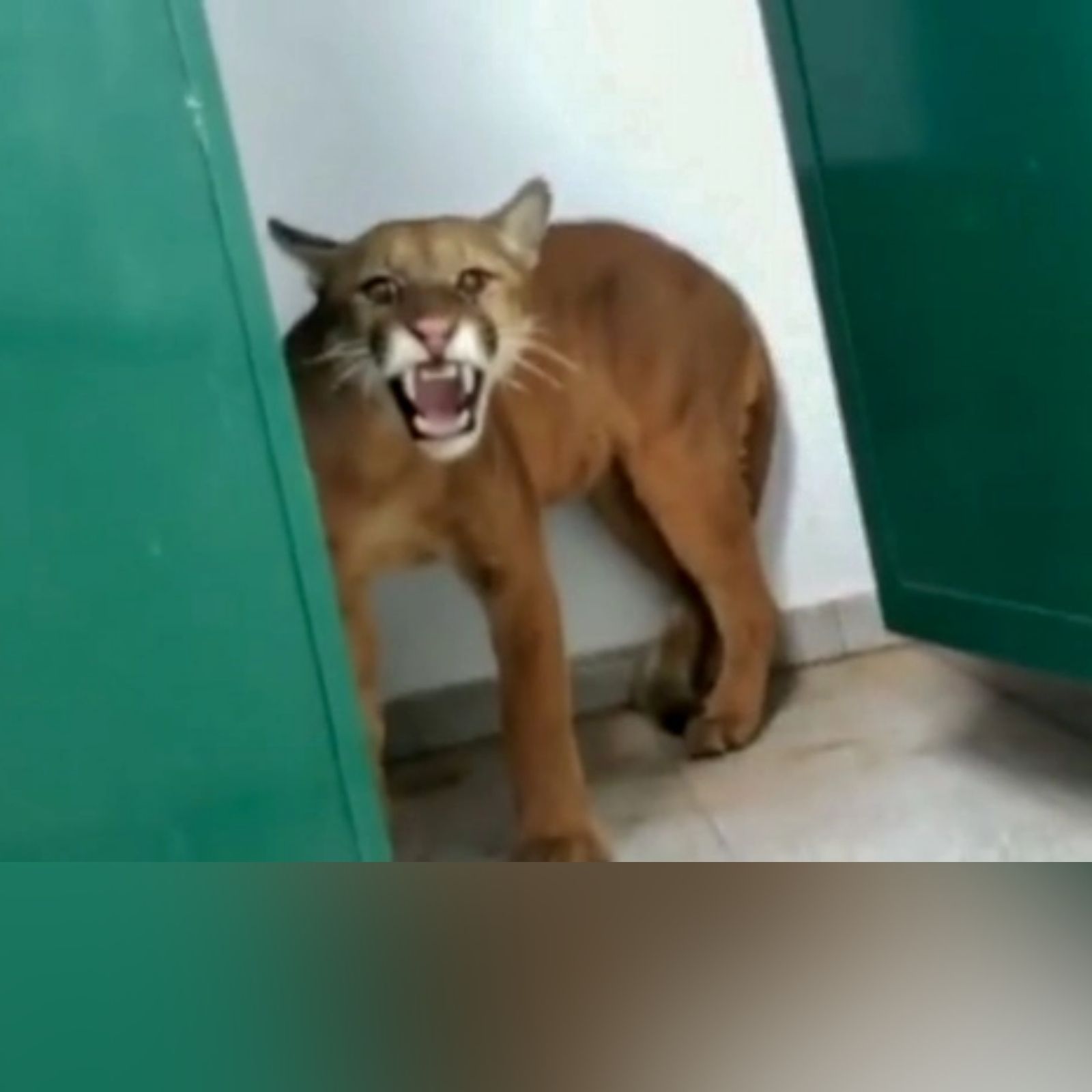 स्कूल के टॉयलेट में घुस गया बड़ा जंगली बिल्ला, Puma से एनकाउंटर के बाद सदमे में है 9 साल का बच्चा - big wild cat entered the school toilet 9 year old स्कूल के टॉयलेट में घुस गया बड़ा जंगली बिल्ला, Puma से एनकाउंटर के बाद सदमे में है 9 साल का बच्चा - big wild cat entered the school toilet 9 year old