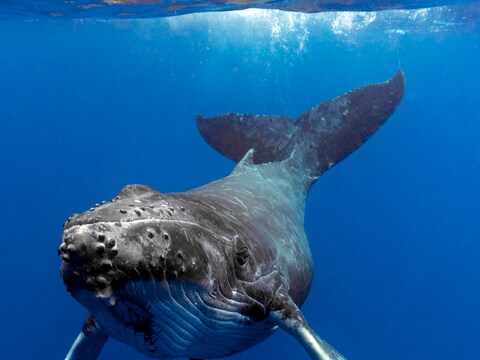 व्हेल (Whale) समय दुनिया की सबसे बड़े जीव हैं. (प्रतीकात्मक तस्वीर: shutterstock)