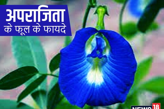 अपराजिता के नीले फूल में कुछ ऐसे तत्व होते हैं, जो कैंसर की कोशिकाओं को बढ़ने नहीं देते हैं.