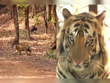 मध्य प्रदेश के बांधवगढ़ टाइगर रिजर्व में देश के राष्ट्रीय पशु की आबादी सबसे अधिक है.