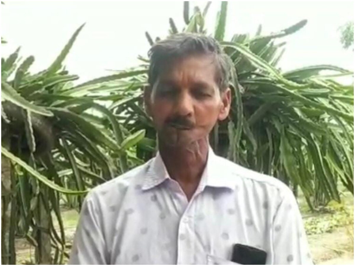 Barabanki News, UP Government, Yogi Adityanath, Gaya Prasad Maurya, Dragon Fruit, Dragon Fruit Farming, UP Horticulture Mission, बाराबंकी न्यूज़, यूपी सरकार, योगी आदित्यनाथ, गया प्रसाद मौर्य, ड्रैगन फ्रूट, ड्रैगन फ्रूट की खेती, यूपी बागबानी मिशन