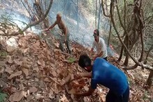 हिमाचल में आग: आसमानी बिजली से लगी माकड़ी जंगल में आग, चपेट में आया पूरा इलाका