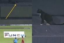 PICS: बिल्ली IPL मैच देखने पहुंची स्टेडियम.. जानें क्या होती है साइट स्क्रीन?