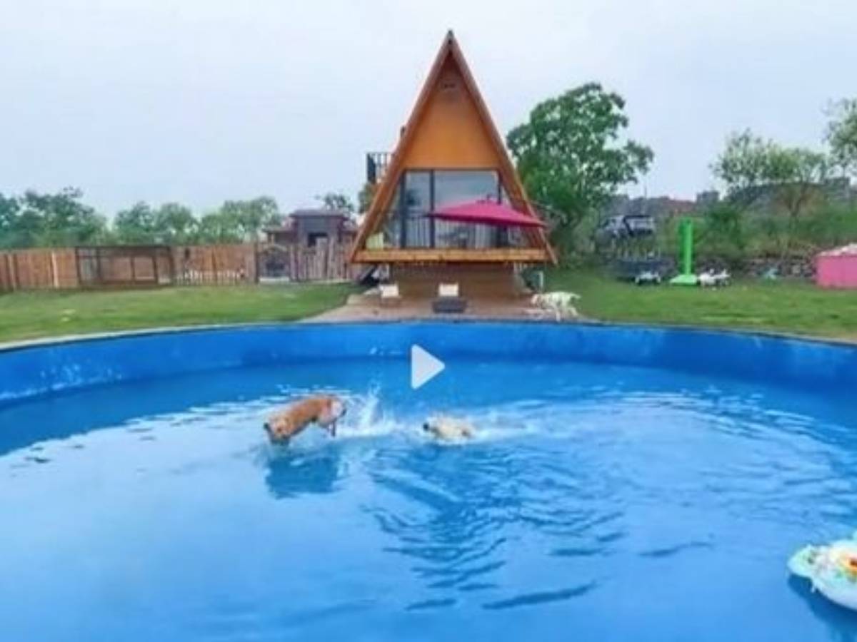 Owers Builds Mansion for Dogs worth 53 Lakh, Mansion for Dogs worth 53 Lakh, Dog's Mansion, Dog House Worth 53 Lakh, Dog House With Swimming Pool, Disco For Dogs, Amusement Park for Dogs, Owner Builds Mansion for Dogs