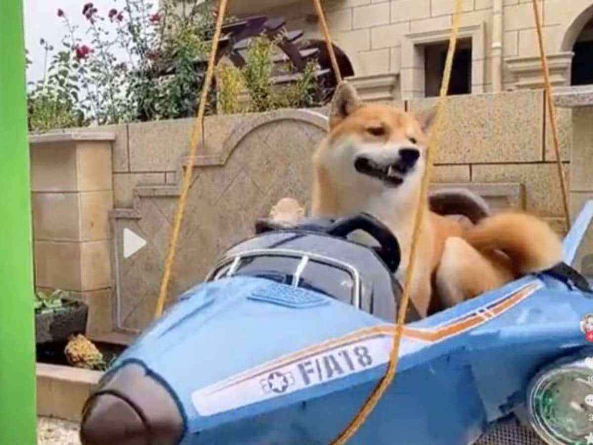 Owers Builds Mansion for Dogs worth 53 Lakh, Mansion for Dogs worth 53 Lakh, Dog's Mansion, Dog House Worth 53 Lakh, Dog House With Swimming Pool, Disco For Dogs, Amusement Park for Dogs, Owner Builds Mansion for Dogs