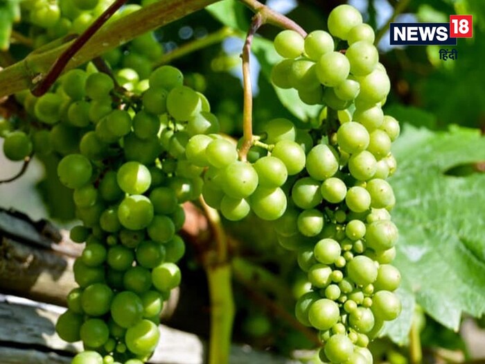 चीनी यात्री ह्वेन त्सांग ने भारत यात्रा के बाद इस वजह से किया था अंगूर का ज़िक्र, पढ़ें और भी