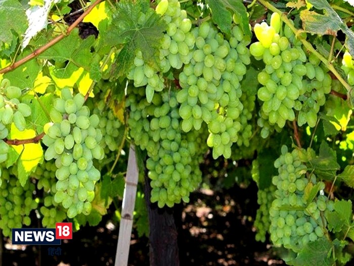 चीनी यात्री ह्वेन त्सांग ने भारत यात्रा के बाद इस वजह से किया था अंगूर का ज़िक्र, पढ़ें और भी