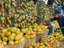 खराब मौसम ने बर्बाद कर दी आम की फसल, कम उत्‍पादन से बढ़ जाएगी कीमत!