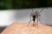 आखिर महिलाओं के मुकाबले पुरुषों को ज्यादा क्यों काटते हैं मच्छर?