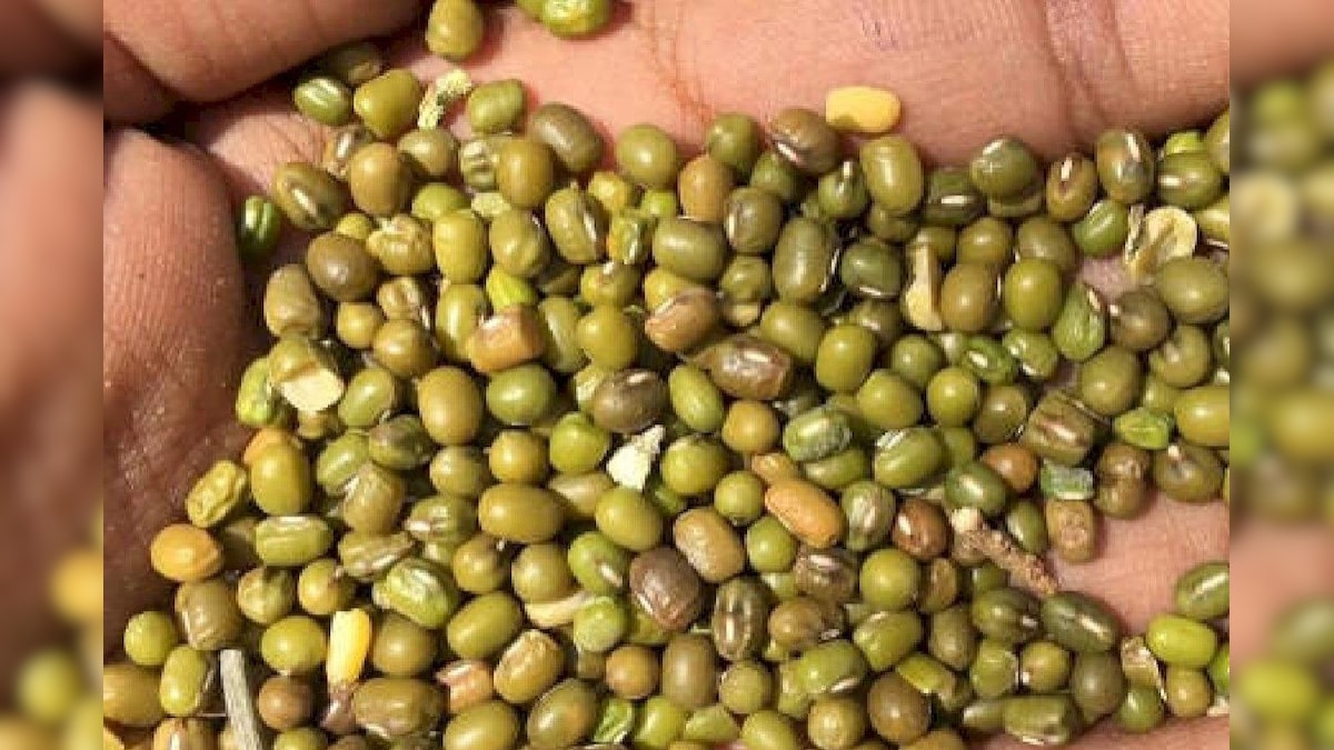 मध्यप्रदेश में नकली और खराब बीज नहीं बेच पाएंगे व्यापारी, फैसलेस सैंपलिंग होगी