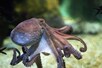 अंडे देने के बाद खुद को ही क्यों खा जाते हैं Octopus?