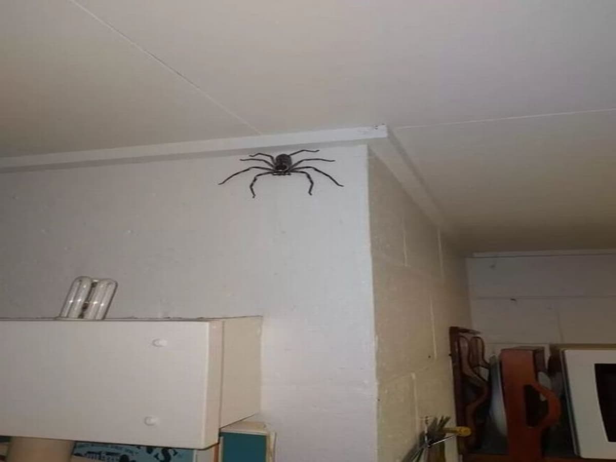 pet spider in home