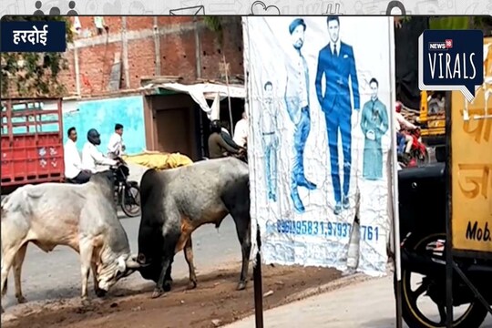 बुधवार को हरदोई से लखनऊ जाने वाली सड़क पर दो सांडों की भिड़ंत हो गई.