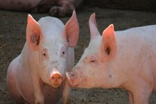 अब सिक्किम में अफ्रीकी स्वाइन फीवर के मामले, सूअर की बिक्री पर प्रतिबंध