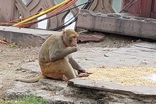 Lucknow News: लखनऊ में बंदरों को मिलेगा अपना आशियाना, फलदार पेड़ लगाने की योजना के साथ ये हैं खासियतें