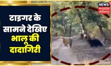 Bandhavgarh Tiger Reserve: Bear के डर से दुम दबाकर भागा Tiger, Camera में कैद हुआ घटनाक्रम।News18MP