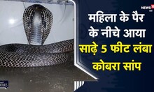 Viral | महिला के पैर के नीचे आया साढ़े 5 फीट लंबा Cobra, हलक में अटकी सांसें, फिर क्या हुआ? | Kota