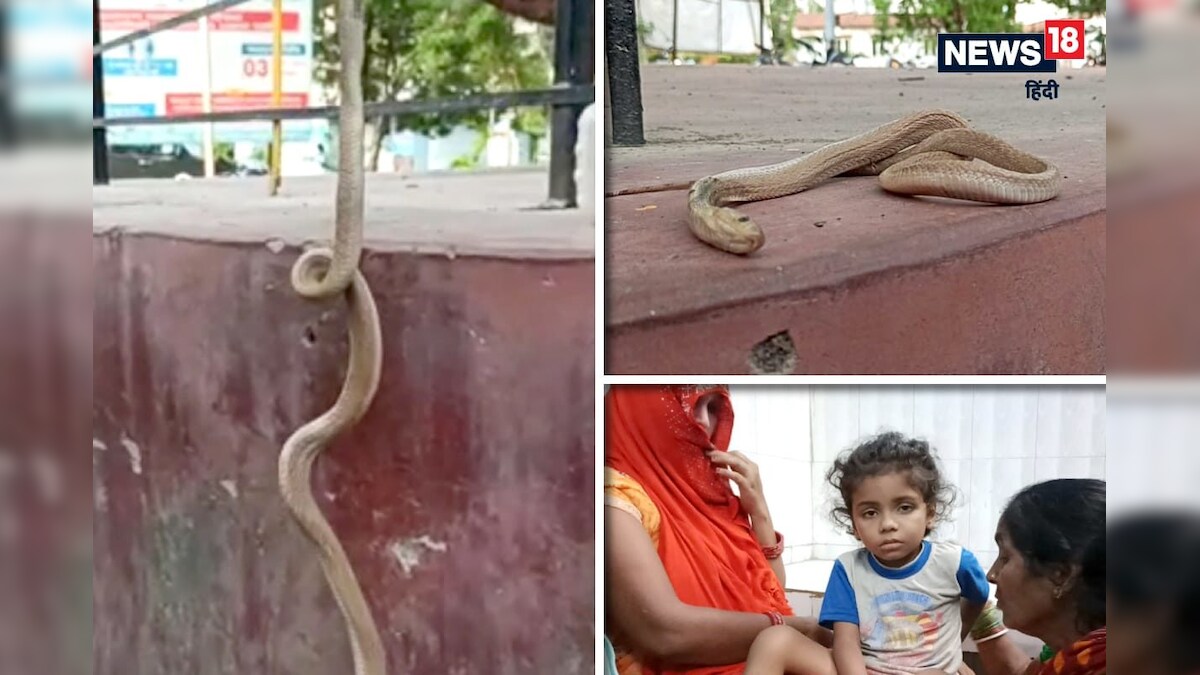 OMG! 4 साल के बच्चे को डंसते ही ज़हरीले कोबरा की तड़प-तड़प कर मौत मासूम पूरी तरह स्वस्थ