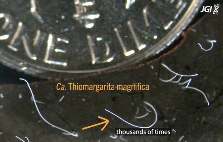  वैज्ञानिकों ने दुनिया के सबसे बड़े बैक्टीरिया की खोज की है. इसकी लंबाई 0.4 इंच तक है. थियोमार्गारीटा मैग्नीफिका (Thiomargarita Magnifica) नाम की प्रजाति का बैक्टीरिया कैरिबियन में लेसर एंटिल्स के ग्वाडेलोप में एक मैंग्रोव दलदल के पानी में धंसी हुई पत्तियों पर मिला है.