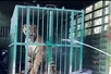 बहराइच: नरभक्षी बाघिन की दहशत खत्म,5 लोगों के शिकार के बाद पिंजड़े में कैद
