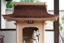 1 करोड़ में बना कुत्ते के लिए घर, मंदिरों और मठों की तरह दिखता है डॉगहाउस !
