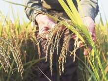 केंद्र की MSP वृद्धि से नाखुश हैं पंजाब के किसान, महंगाई के मुकाबले बताया कम