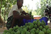देश में बढ़ी कोरबा के दशहरी-आम्रपाली आम की मांग, अब दोगुनी हुई आय