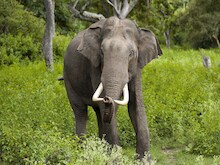 ओडिशा में हाथी ने पहले महिला की जान ली, फिर चिता से शव को उठाकर जमीन पर पटका
