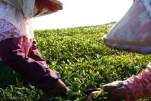 कई देशों ने भारत की चाय को वापस लौटाया, कहा- कीटनाशकों की मात्रा बहुत अधिक