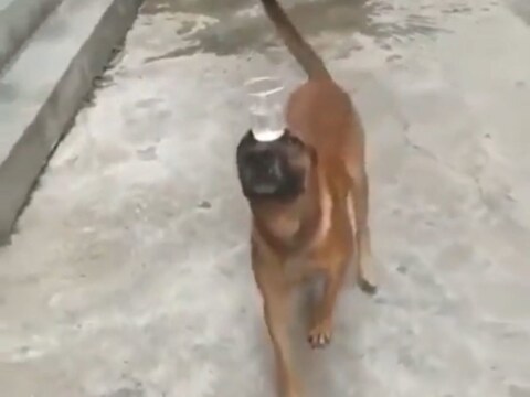 सौ.ट्विटर- सिर पर पानी भरा गिलास रखकर चलता दिखा कुत्ता, लोग बोले कुत्ता कर रहा है कैट वॉक
