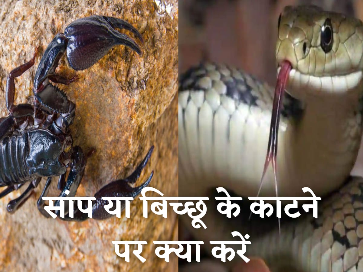 insect bite home remedies Hindustan News Hub