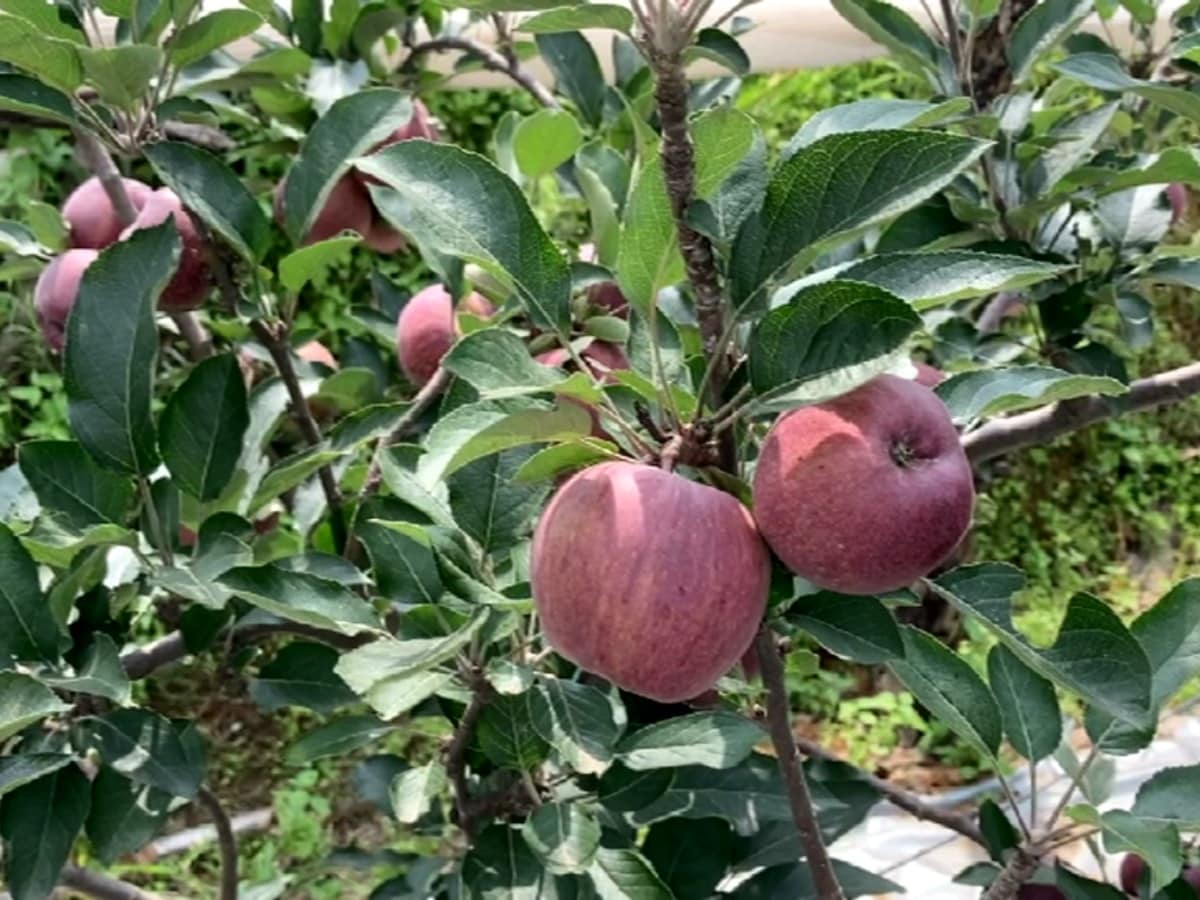 हिमालया रेंज में जलवायु परिवर्तन की मार अब सेब की कई प्रजातियों पर पड़ रही है